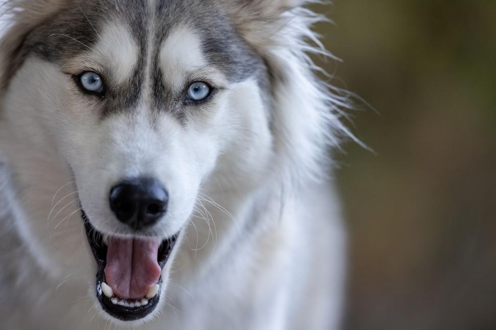 Free Image of Dog with mouth open, revealing teeth and tongue detail 