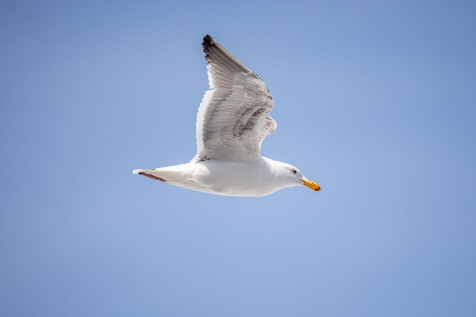 Free Image of Seagull in flight against clear blue sky with sunlight 