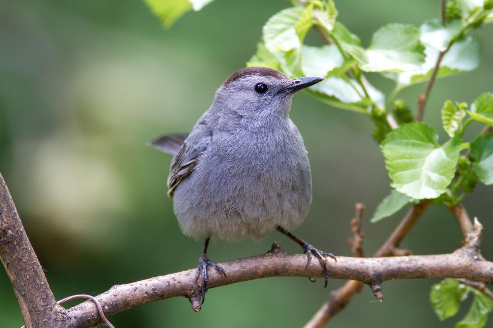 Free Image of Gray bird sitting on a branch with green leafy background 