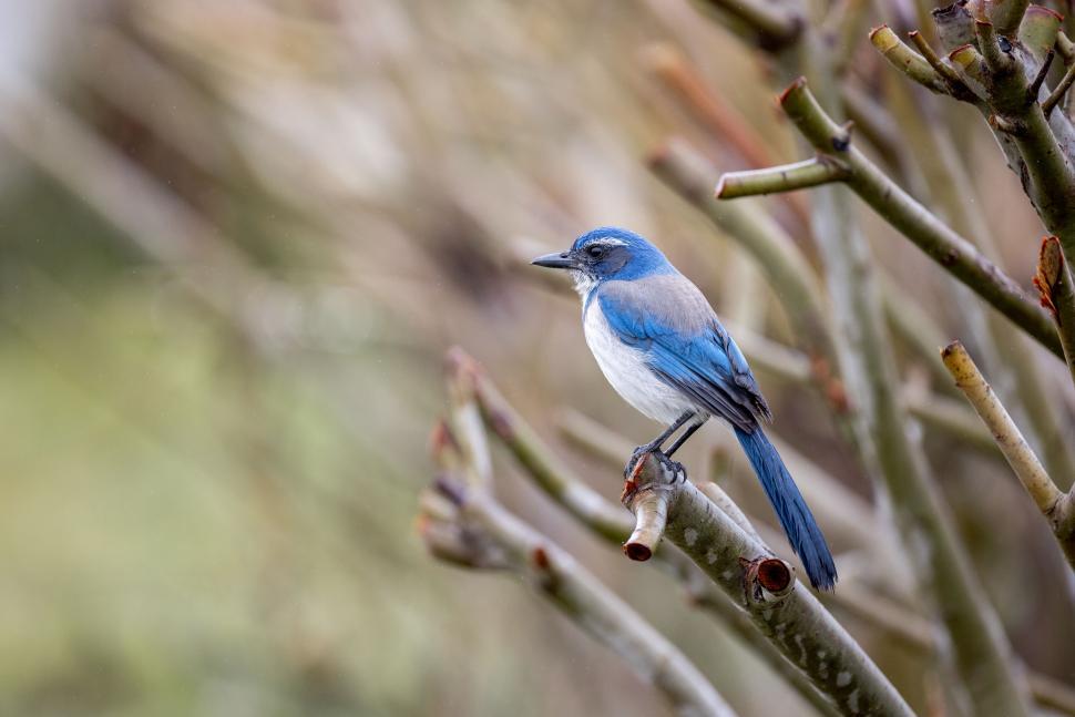 Free Image of Blue and white bird serenely perched on barren branch 