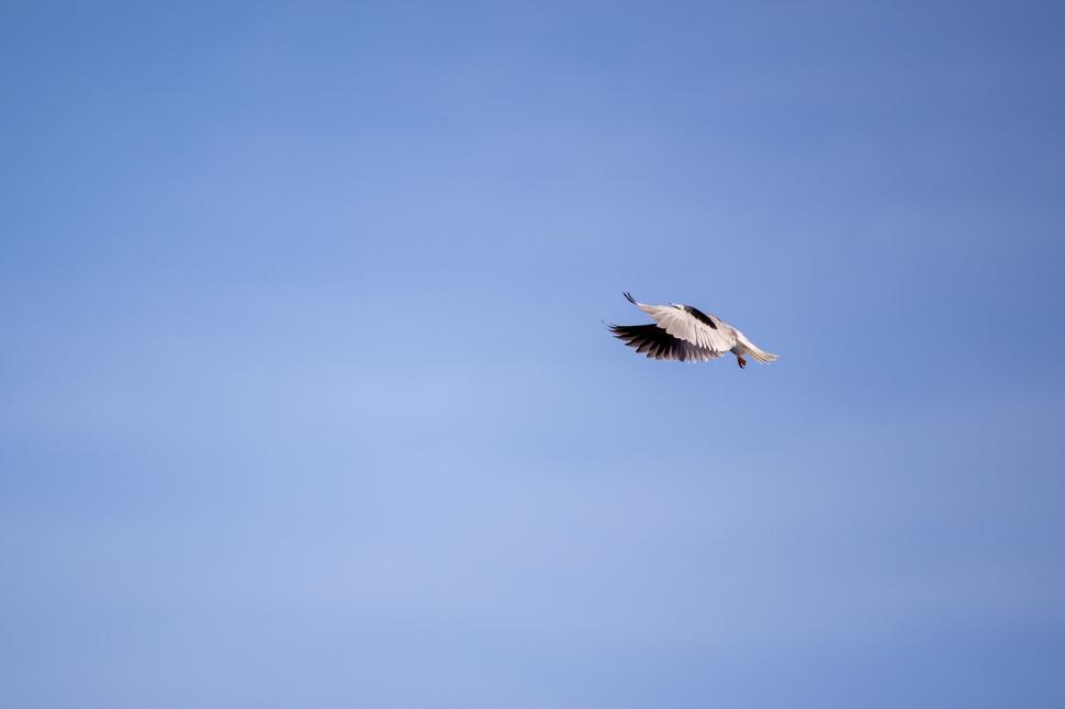 Free Image of Seagull soaring effortlessly high in clear blue sky 