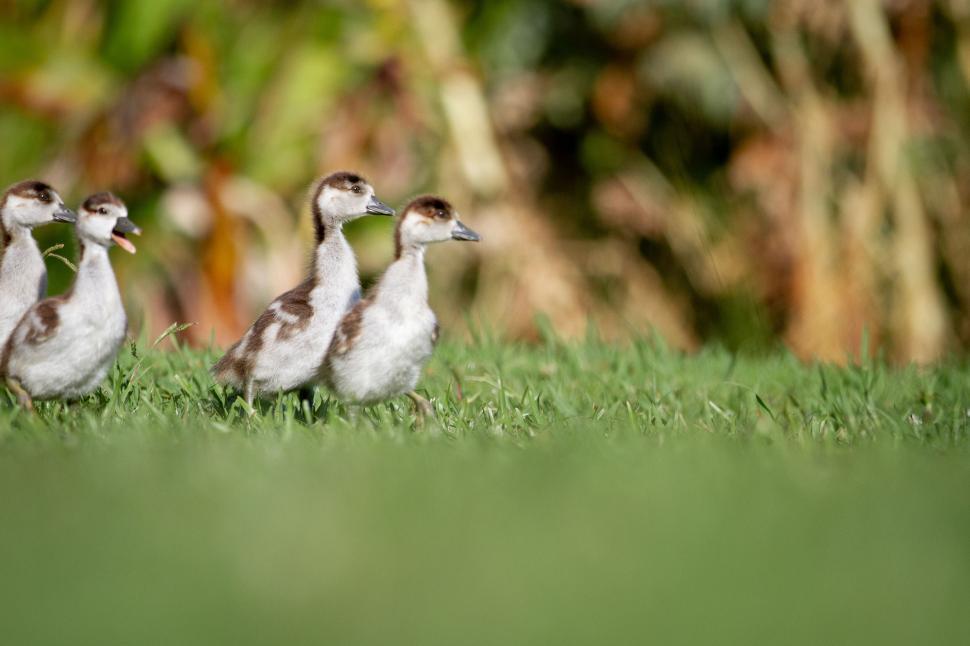 Free Image of Cute ducklings standing on green grass in a row. 