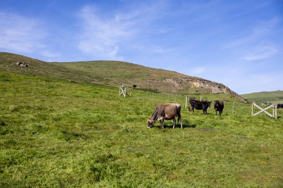 Free Image of Calm cows grazing on lush green hillside under blue sky 
