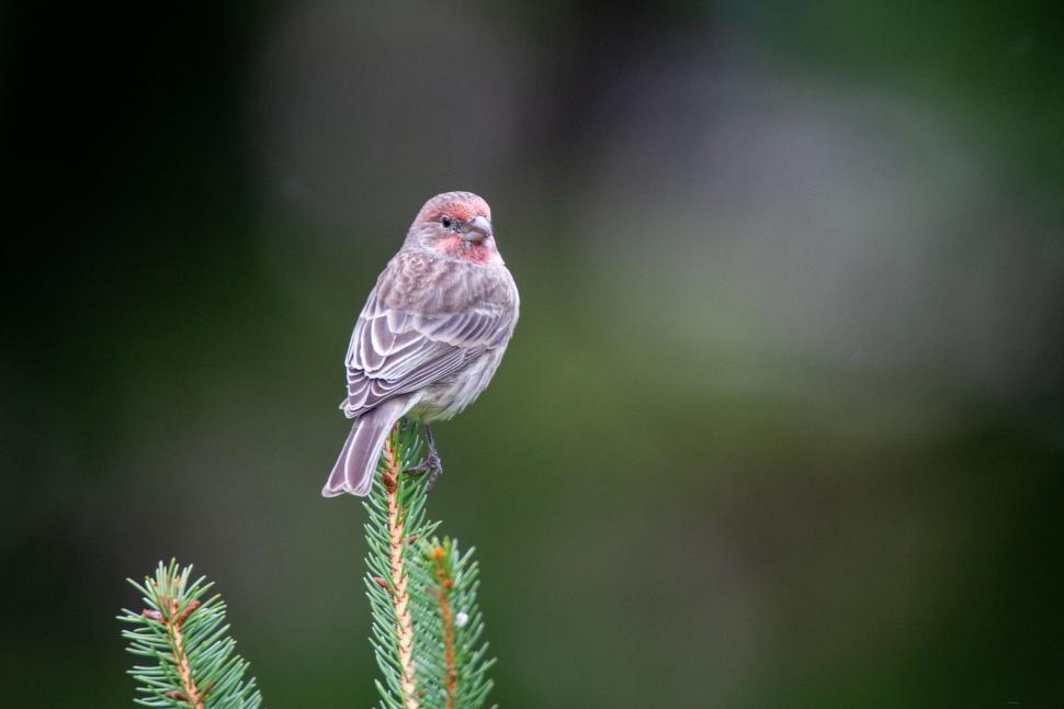Free Image of Small bird perched on top of lush green pine tree 