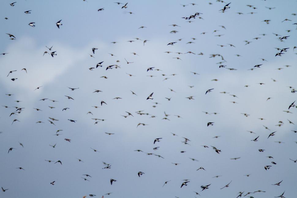 Free Image of Flock of birds flying across a cloudy blue sky 