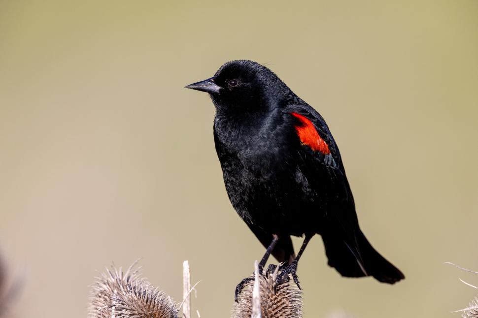 Free Image of Blackbird with red wing spots perches in natural habitat 