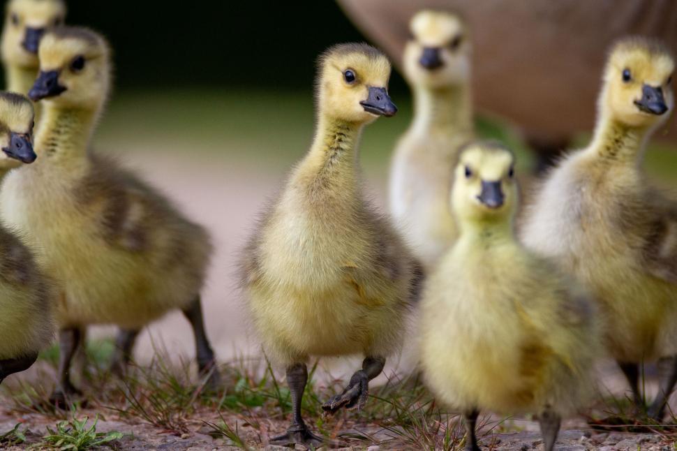 Free Image of Group of fluffy yellow ducklings exploring together 