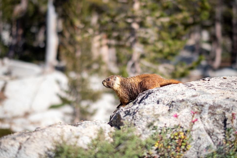 Free Image of Marmot resting on rocky surface in natural habitat 
