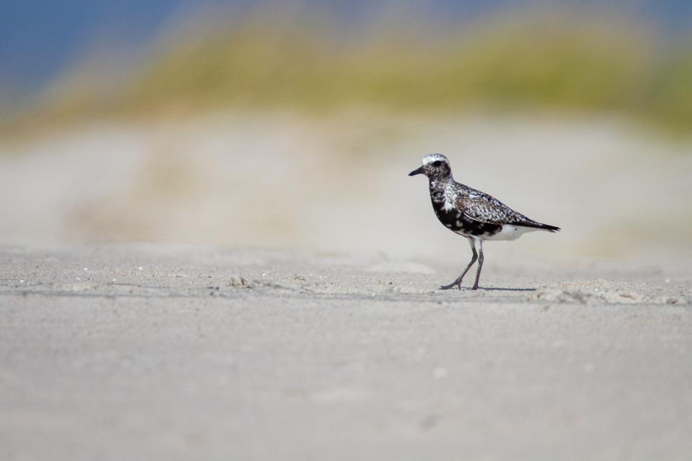 Free Image of Black-and-white sandpiper bird walking on sandy beach 