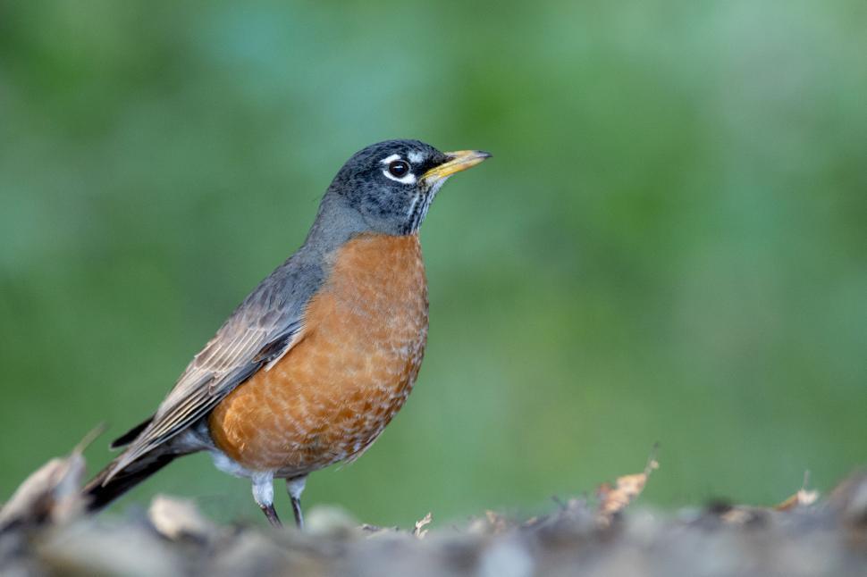 Free Image of American robin with red breast perched on ground 