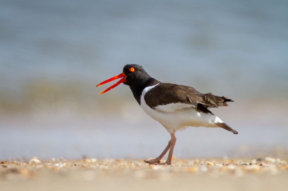Free Image of Bird with black and white feathers on a beach. 