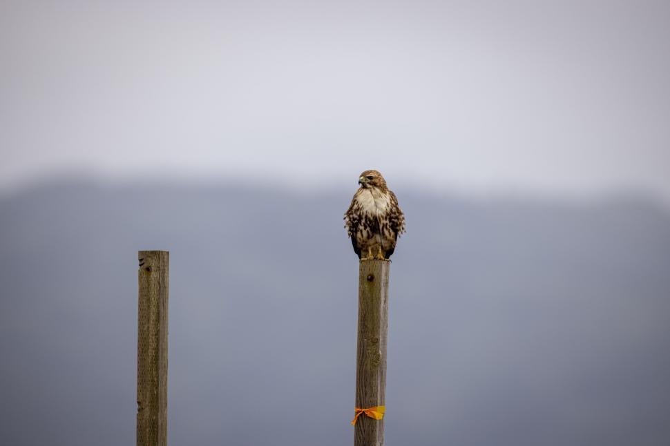 Free Image of Bird of prey perched on a wooden post against sky. 