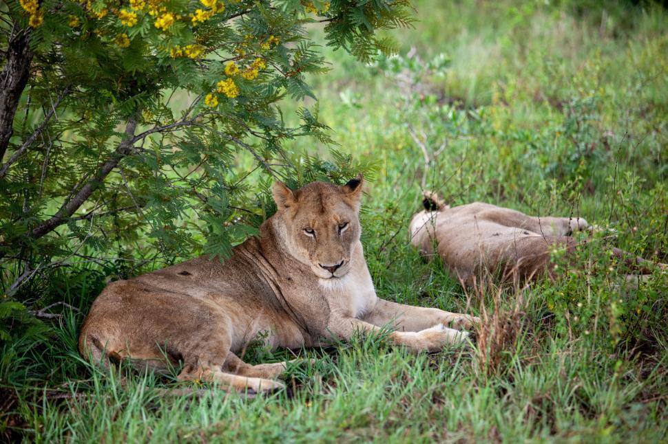 Free Image of Two lions resting under a tree in a grassy area. 