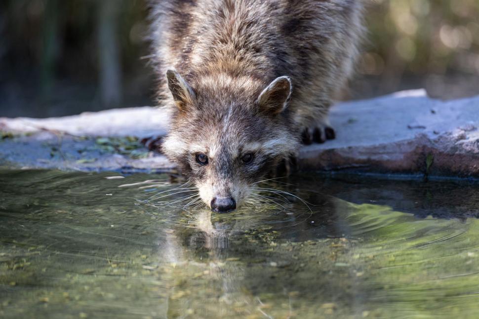 Free Image of Raccoon drinking water from a shallow water source. 