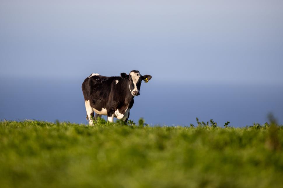 Free Image of Cow standing in a green field with blue horizon. 