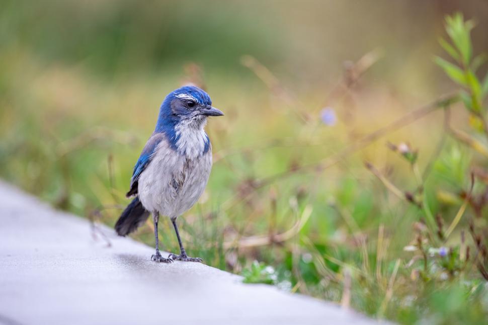 Free Image of Blue and white bird perched on ground near greenery. 