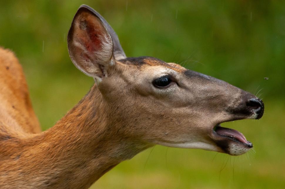Free Image of Close-up of a deer with open mouth in a natural setting. 