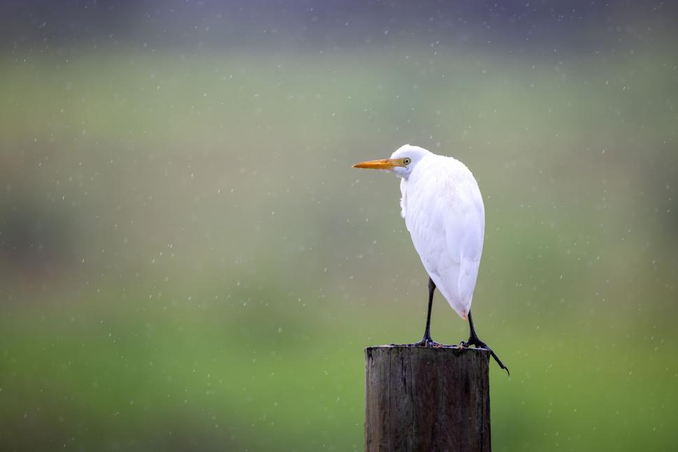 Free Image of Elegant white egret perched on a wooden pole in the rain. 