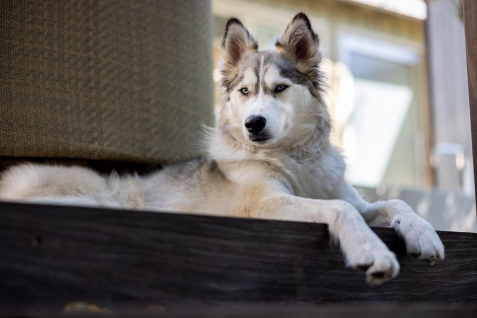 Free Image of Fluffy husky dog resting comfortably on wooden steps. 