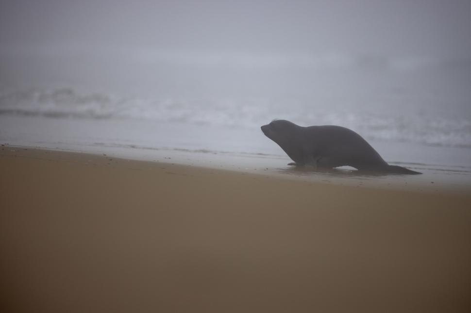 Free Image of Seal on a foggy beach with waves in background 