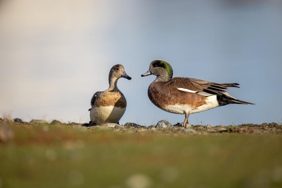 Free Image of Two birds on grass near water interacting closely 