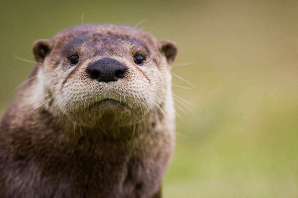 Free Image of Close-up of an otter staring directly at the camera 