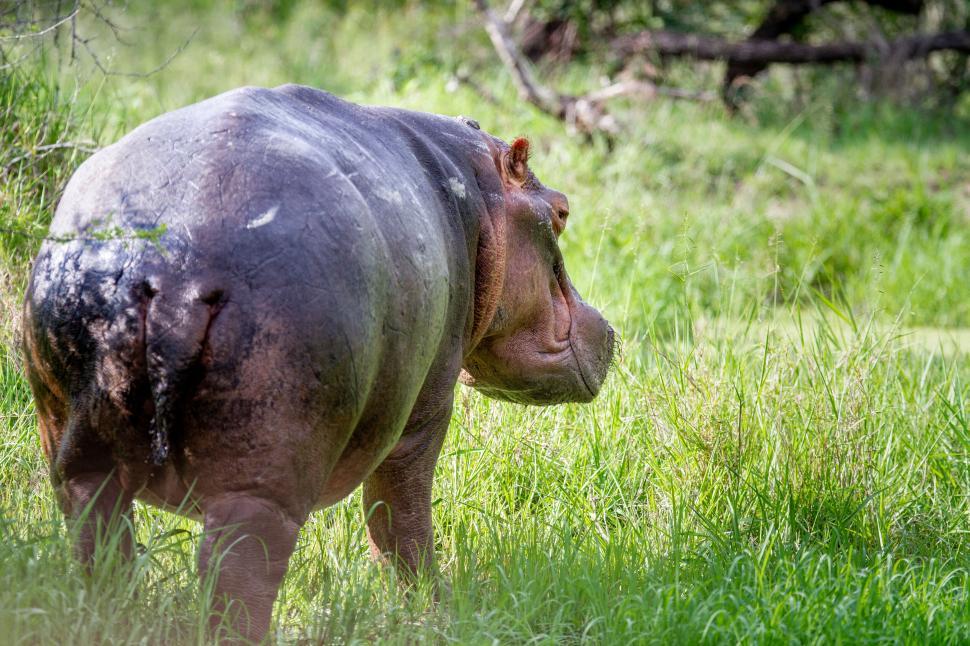 Free Image of Back view of a hippo standing in lush green grass 