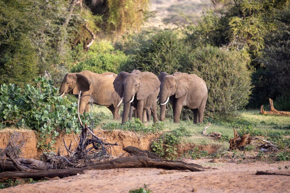 Free Image of Group of elephants grazing among green bushes and trees 