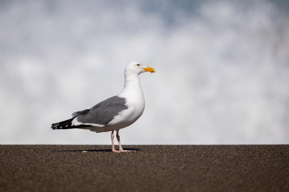 Free Image of Seagull standing alone on a shore with ocean waves 
