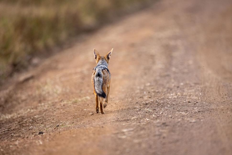 Free Image of Lone fox walking away down a dirt path in nature 