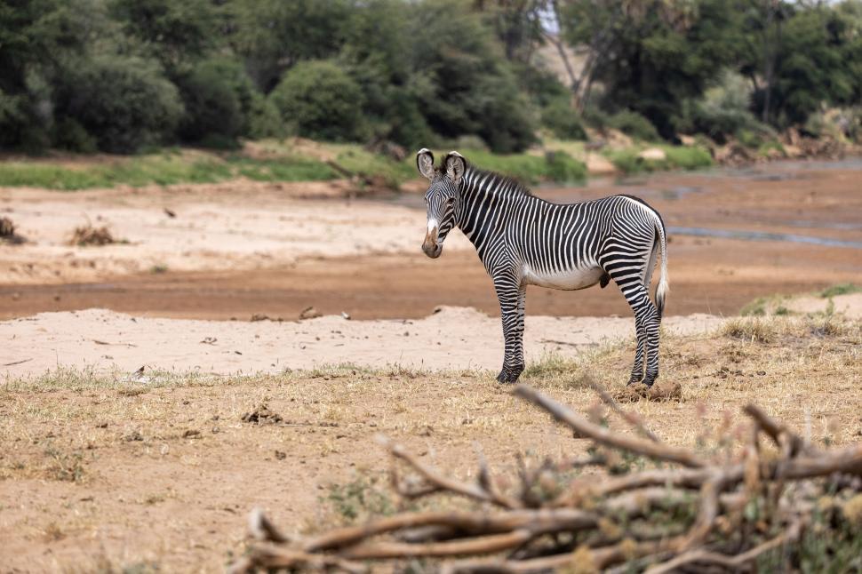 Free Image of A zebra stands alone in an arid landscape setting 