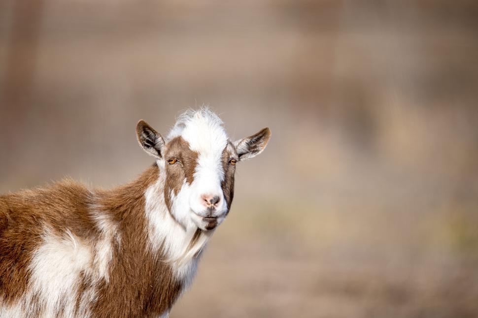 Free Image of Close-up of a goat standing in an open field area 