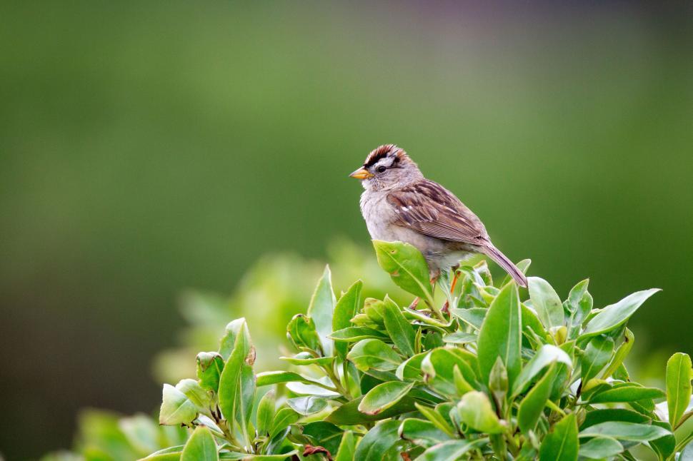Free Image of Bird perched on green leaves with blurred background 