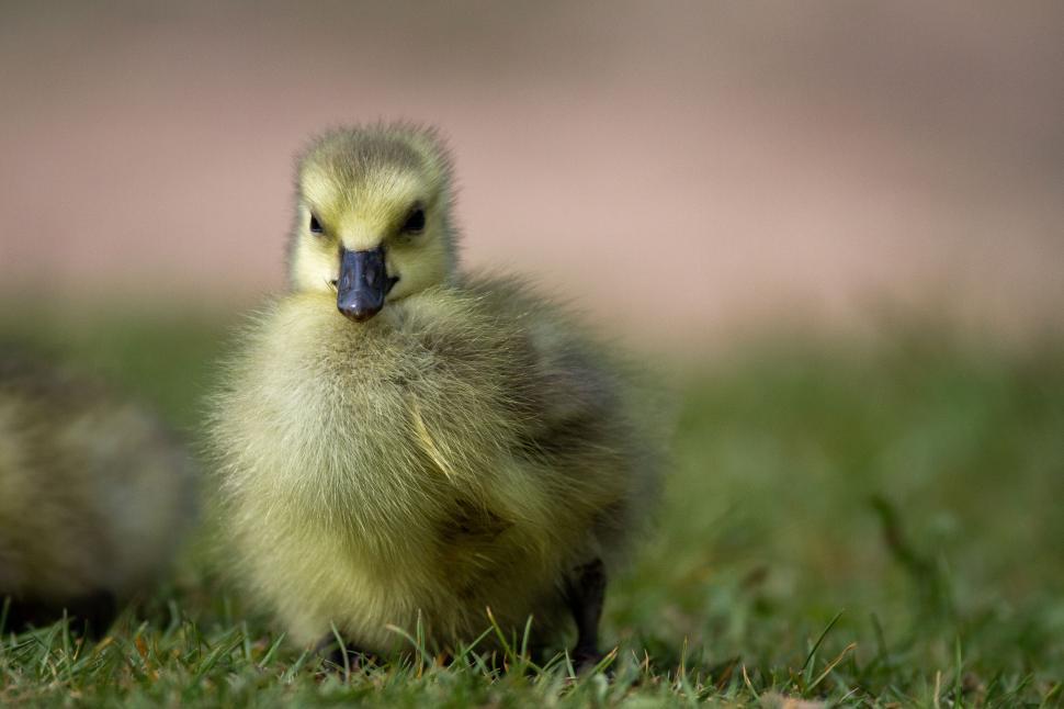 Free Image of Fluffy gosling standing on grass looking toward camera 