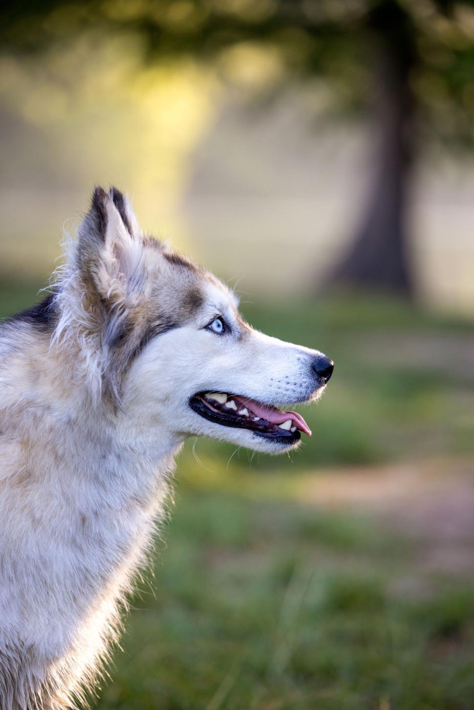 Free Image of Husky dog profile with blue eyes in outdoor setting 