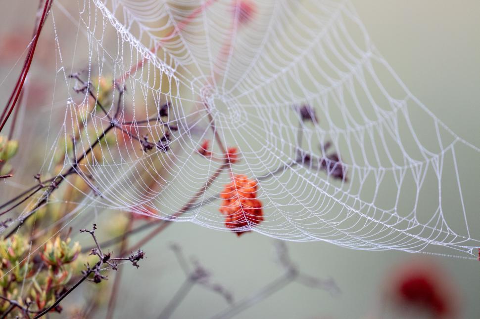 Free Image of Close-up of dewy spider web in natural outdoor setting 