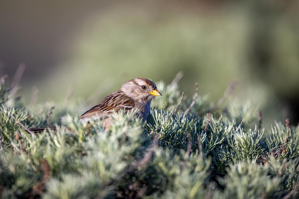 Free Image of Small bird perched on a bush in a natural environment 