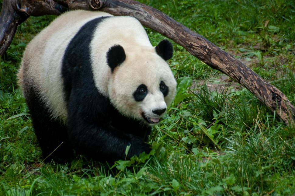 Free Image of Giant panda walking on grass beside a fallen tree branch 