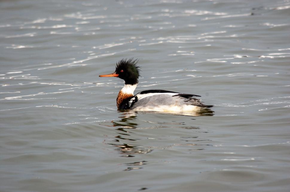 Free Image of Duck swimming in open water with unique head feather pattern 