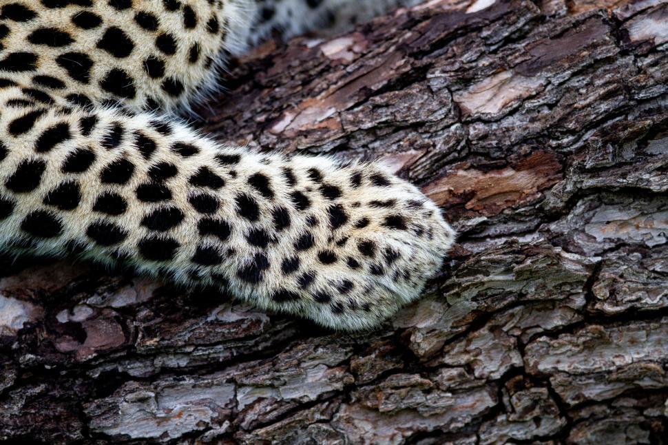 Free Image of Close-up of a leopard s paw on a textured tree bark 