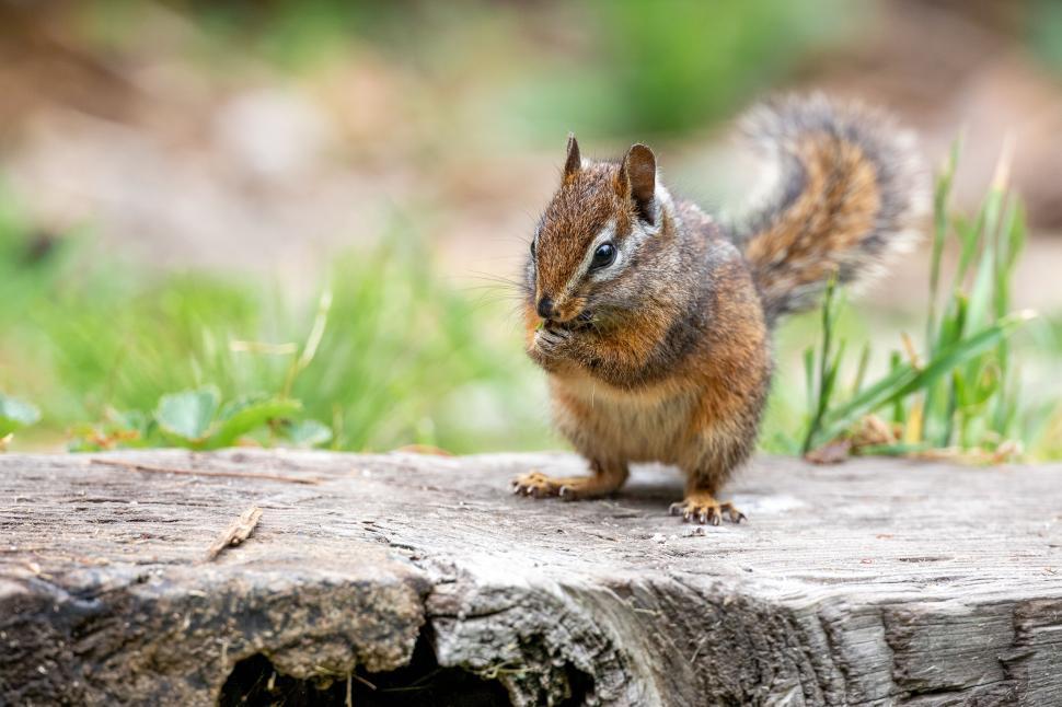 Free Image of Chipmunk standing on log with green blurry background. 
