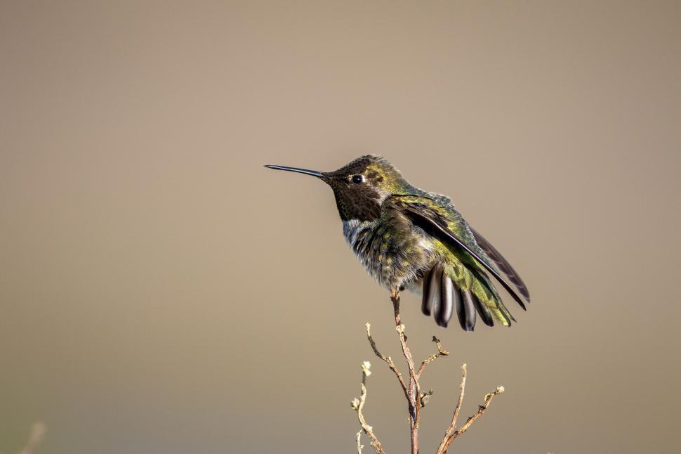 Free Image of Hummingbird perched on twig with blurred brown background. 