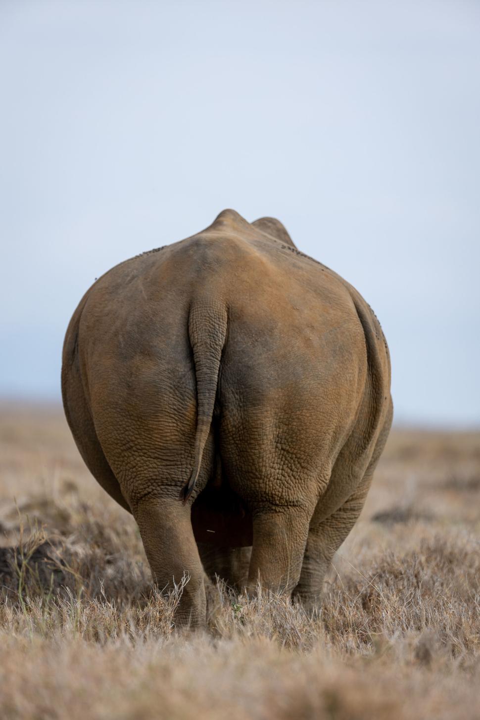Free Image of Rhino seen from behind walking in dry grassy plain. 