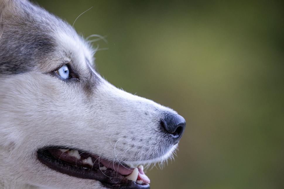 Free Image of Close-up of dog face with piercing blue eyes, profile view 