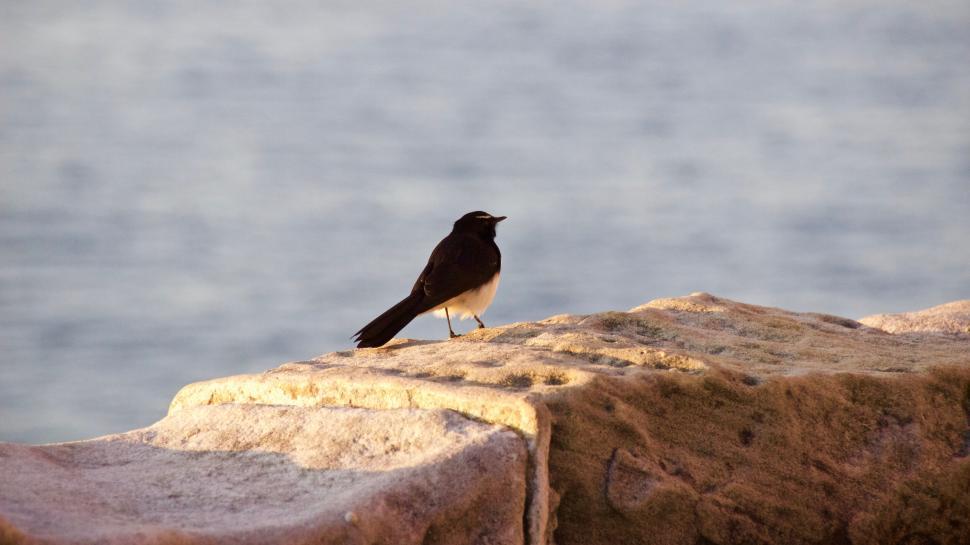 Free Image of Solitary bird perches on rock by tranquil waterside. 