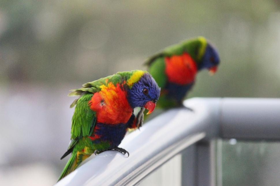 Free Image of Colorful parrots perched on a metal railing outside. 