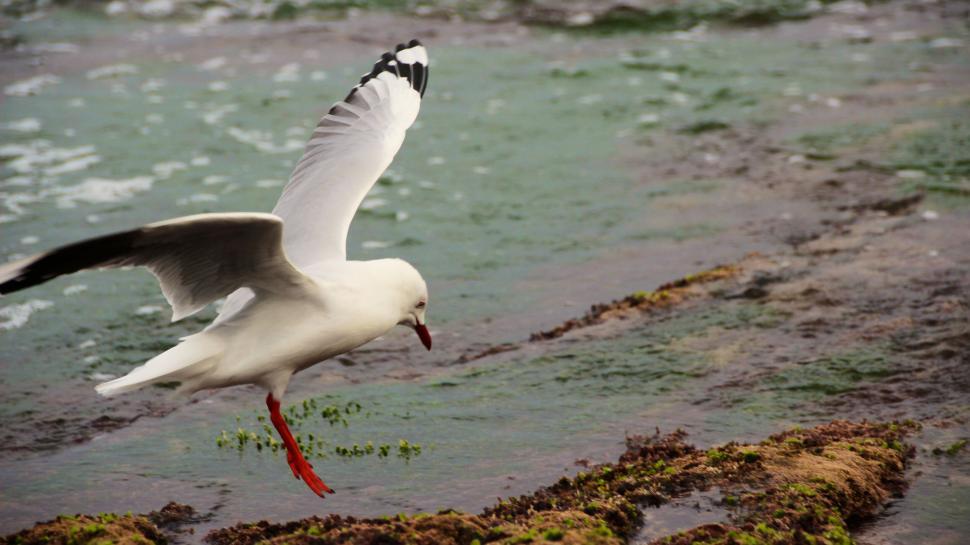 Free Image of A seagull in flight, captured above a rocky shore. 