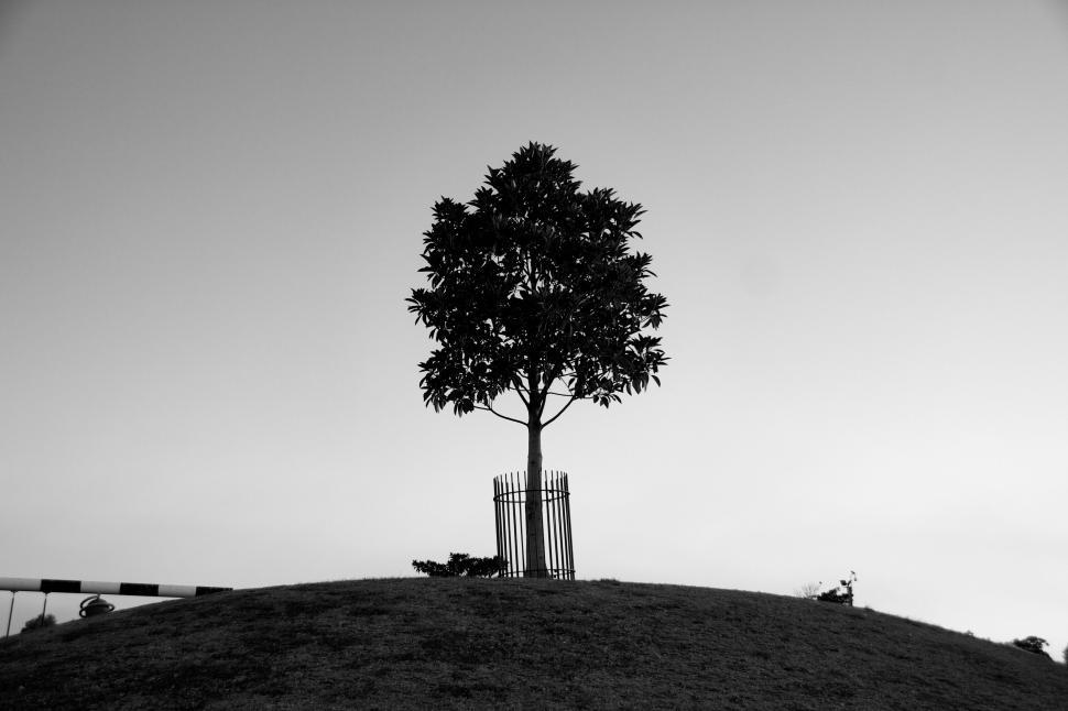 Free Image of Lone tree atop a hill framed against an empty horizon 