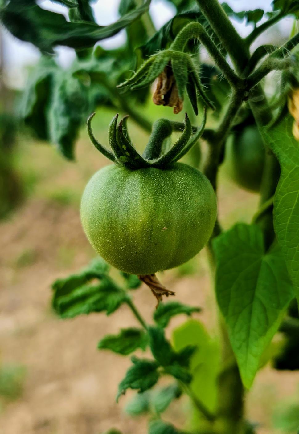 Free Image of Green tomato  
