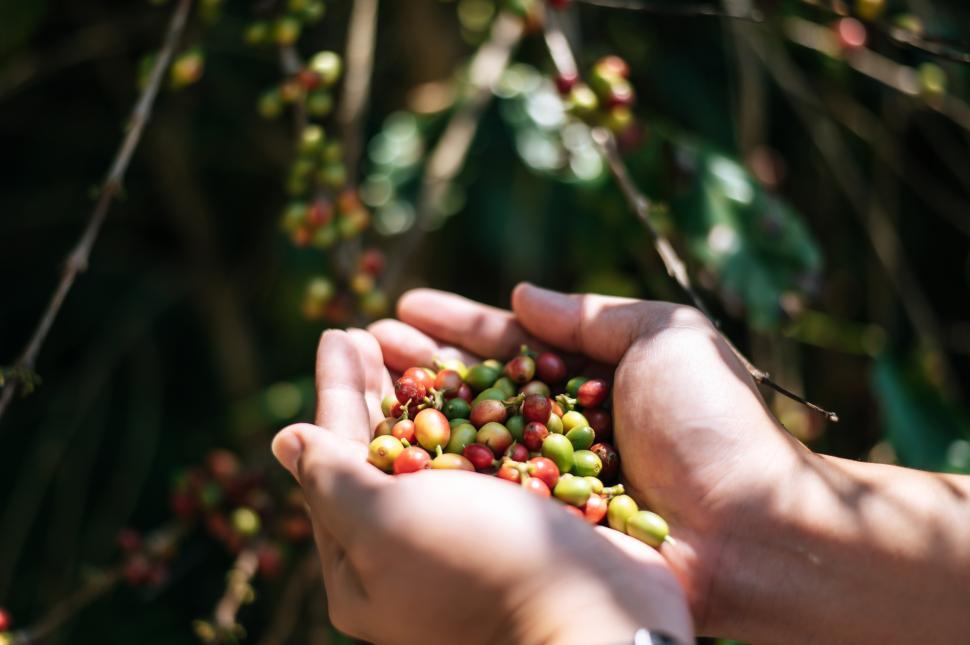 Free Image of Close-up of agriculturist hands holding arabica coffee berries in a coffee plantation. 